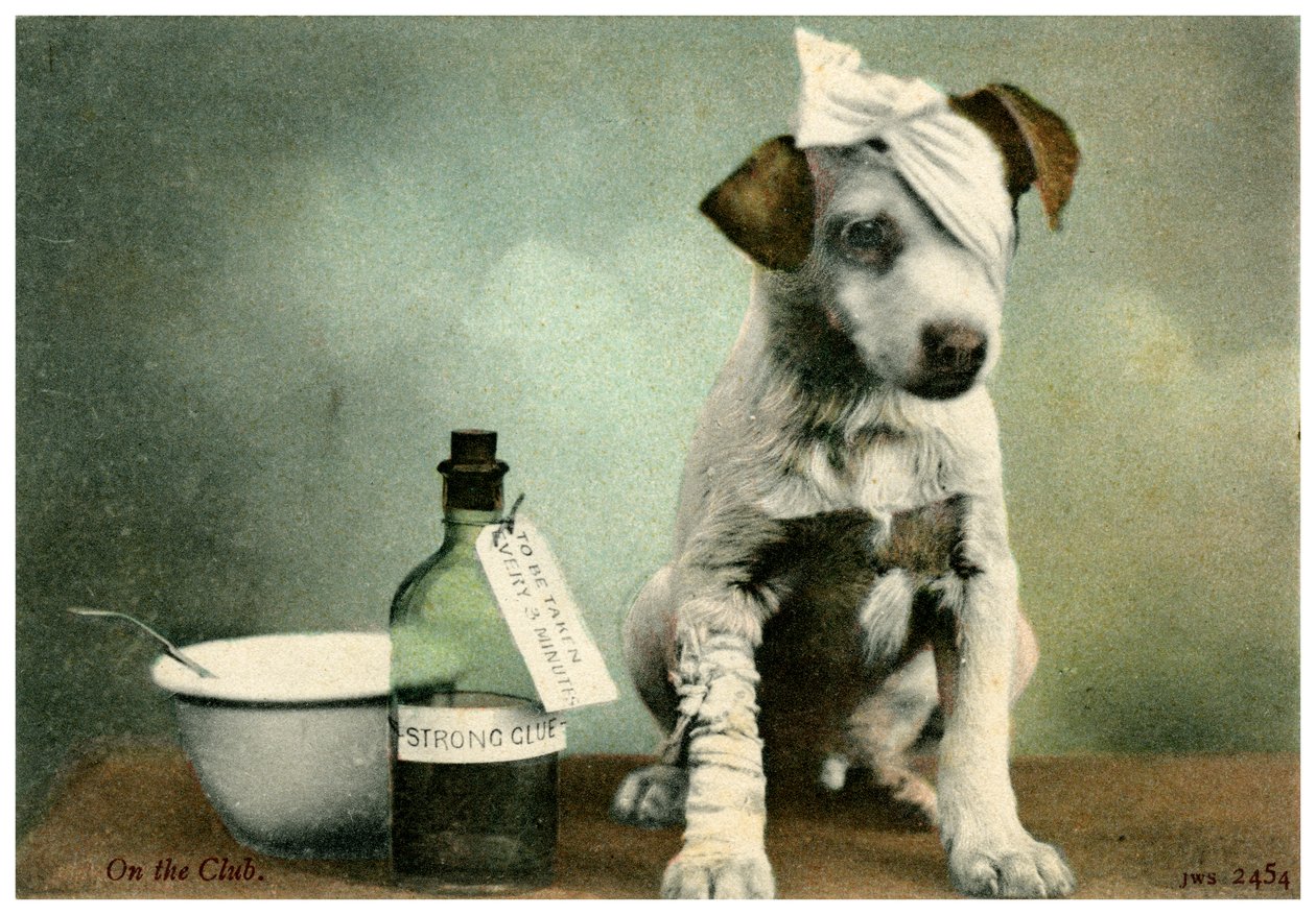 Dog in Bandages by Unbekannt