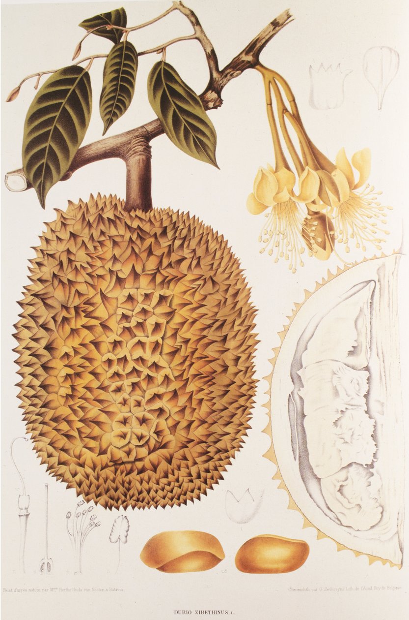 Durian by Unbekannt
