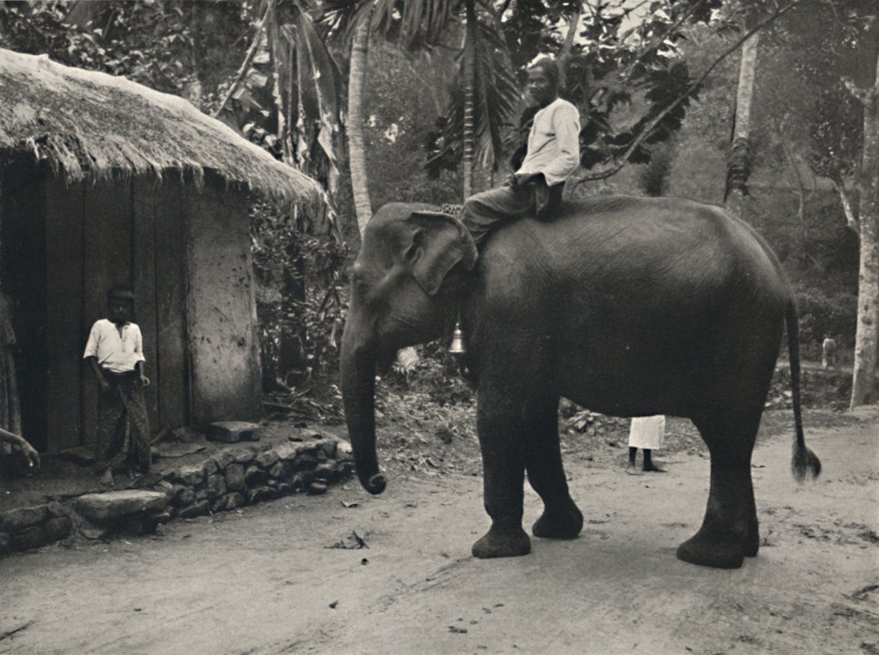 Elephant on a Path Near Kandy by Unbekannt