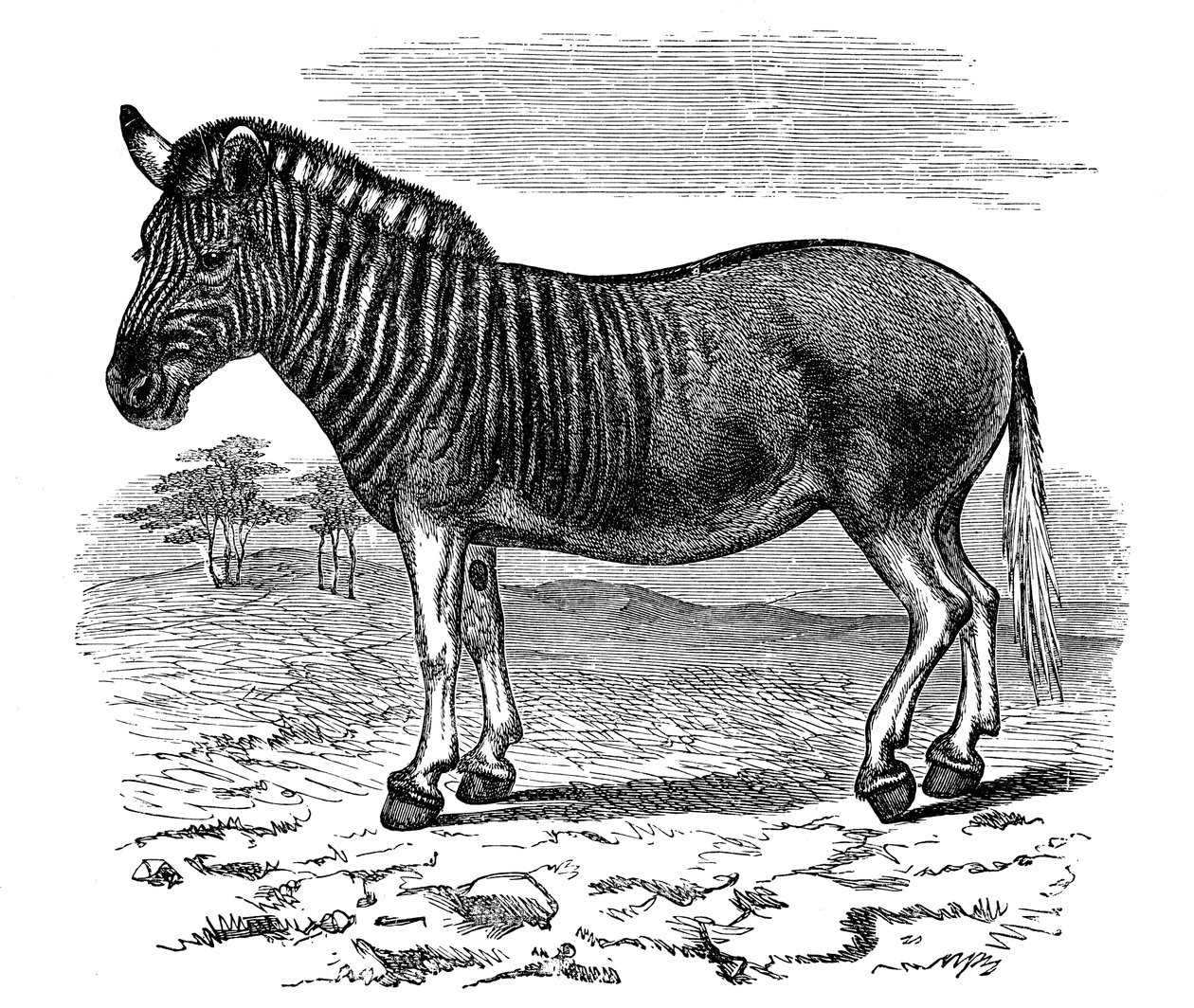 Engraving of a Quagga, 1893 by Unbekannt