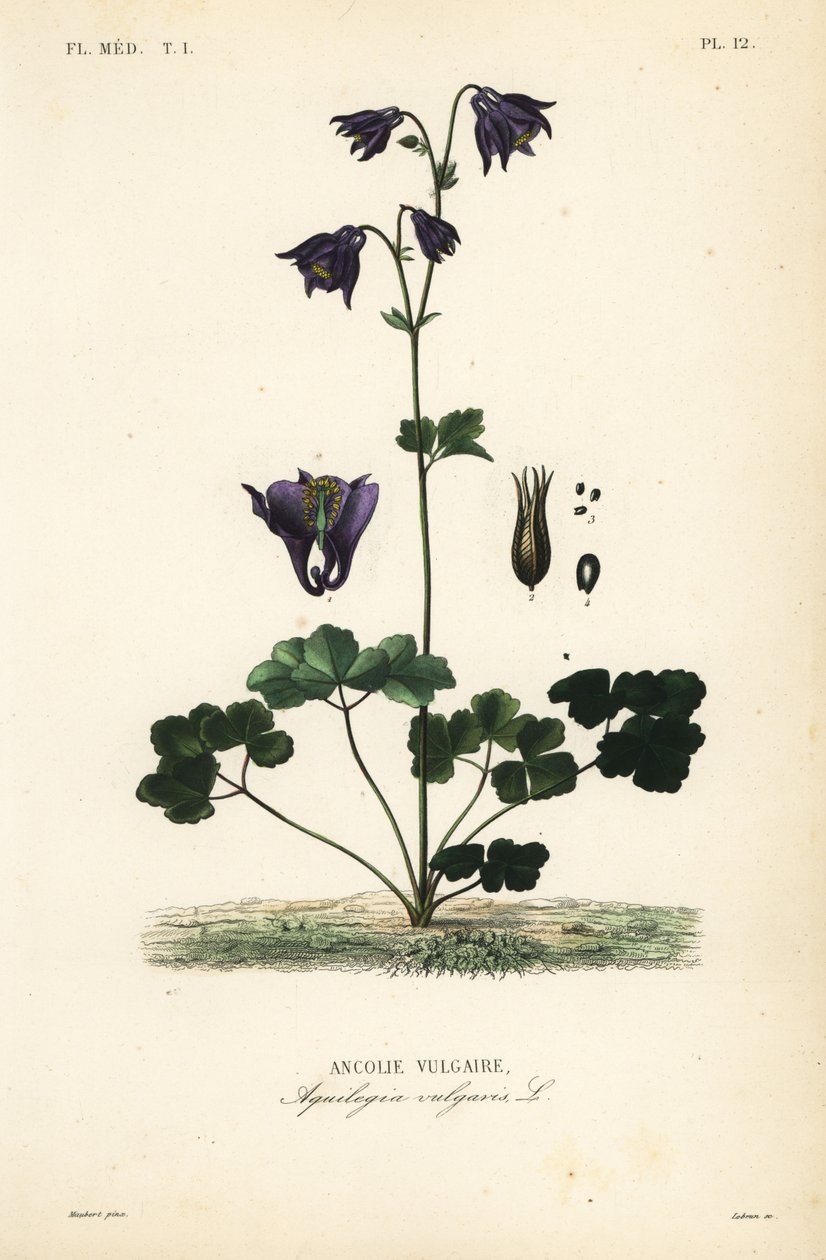 European columbine by Unbekannt