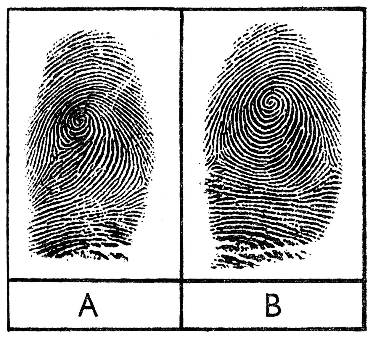 Fingerprints of Identical Twins, 1956 by Unbekannt