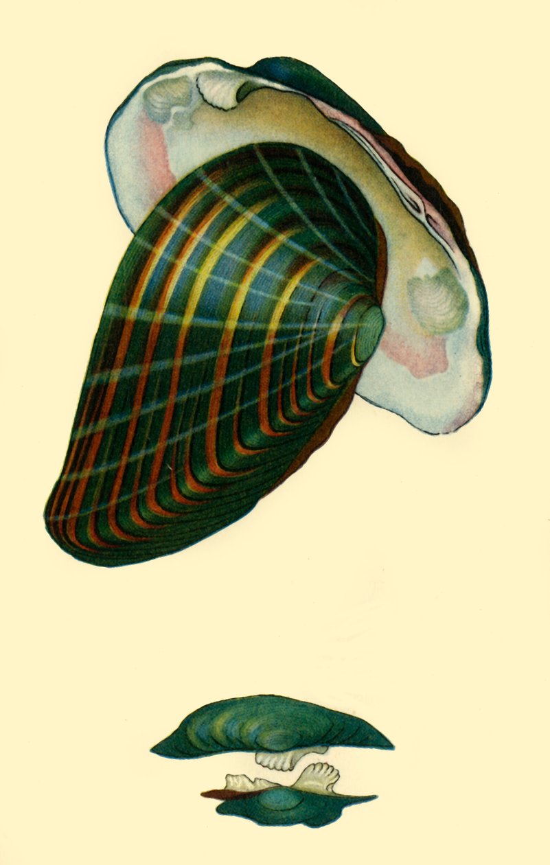 Freshwater Mussel by Unbekannt