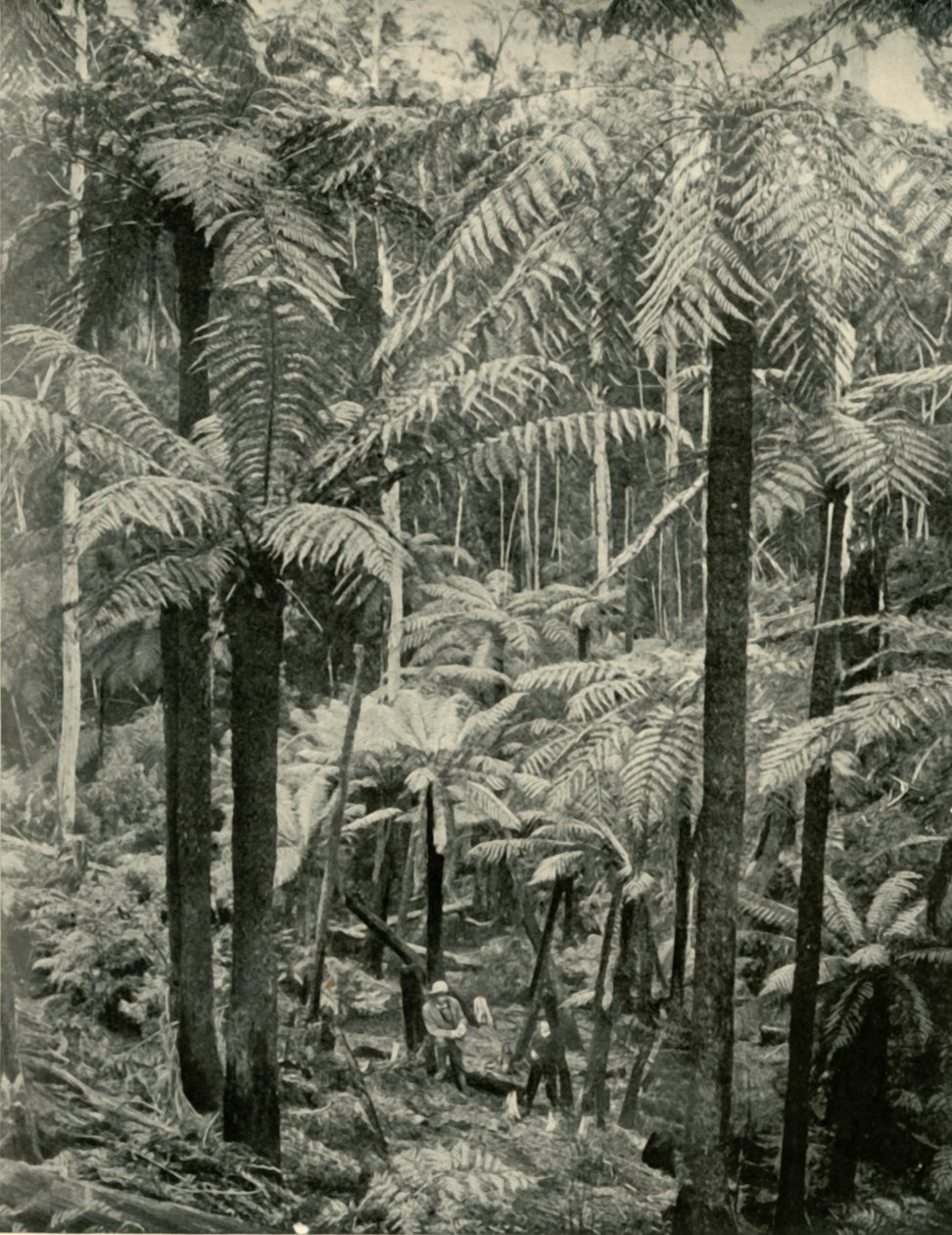 Giant Ferns at Gembrook by Unbekannt