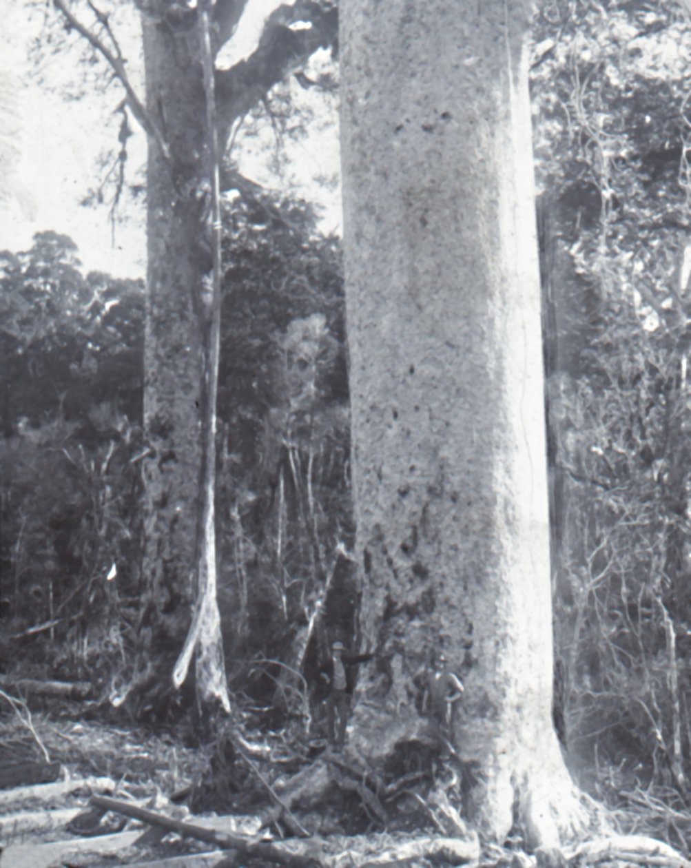 Giant Kauri Tree, late 19th-early 20th century by Unbekannt