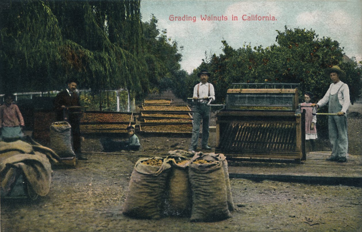 Grading Walnuts in California by Unbekannt