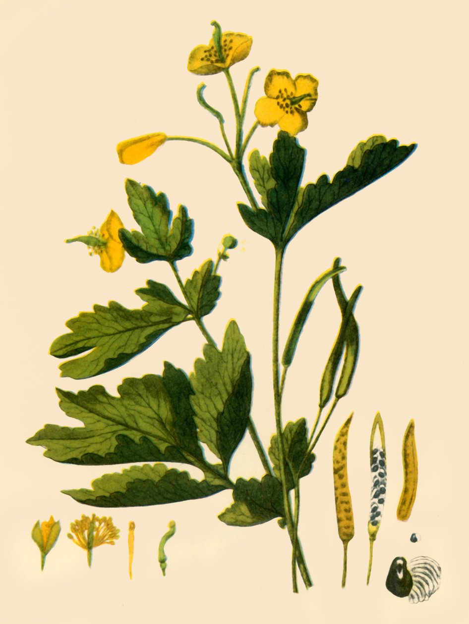 Greater Celandine by Unbekannt