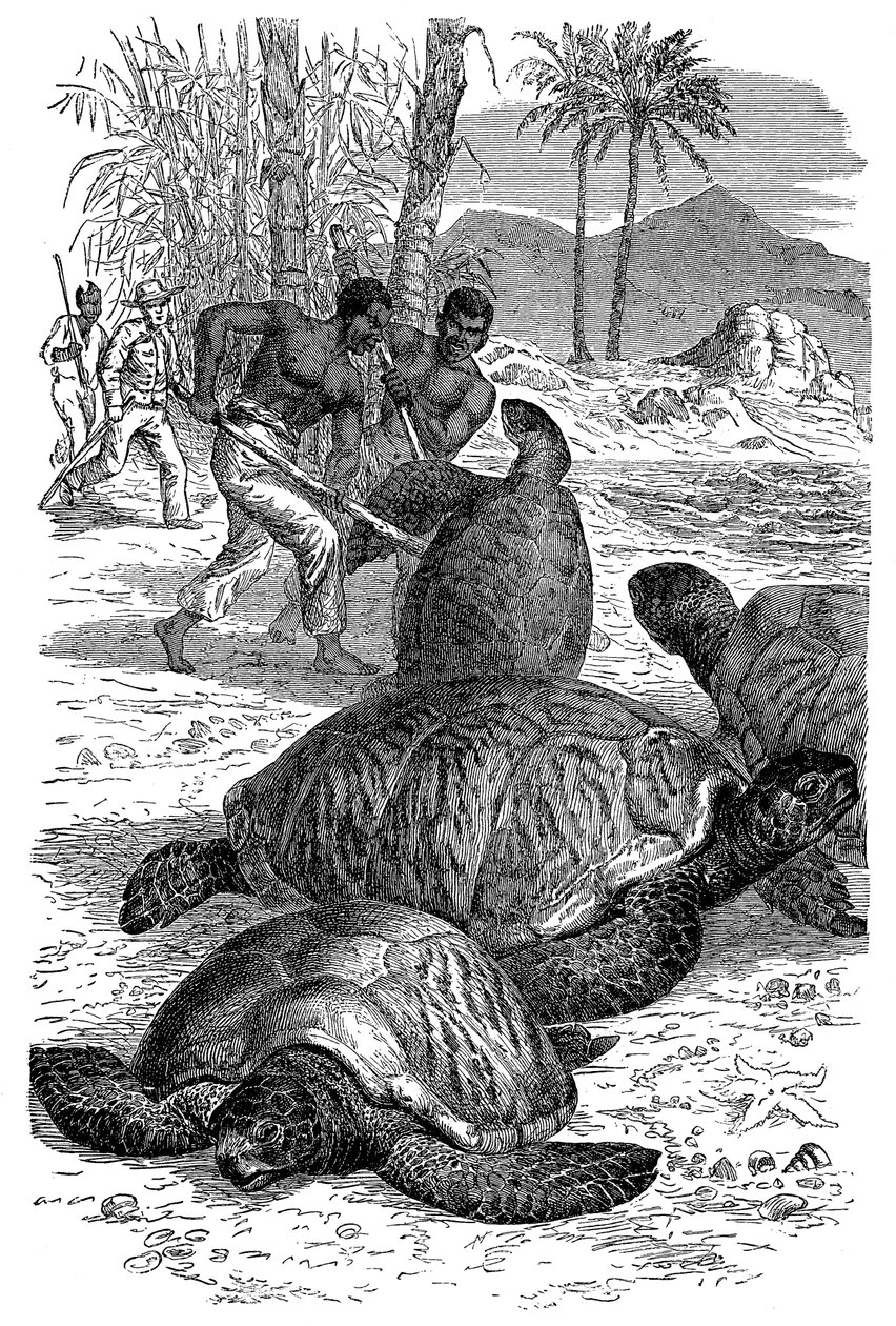 Green Turtle being caught by hunters, 1884 by Unbekannt