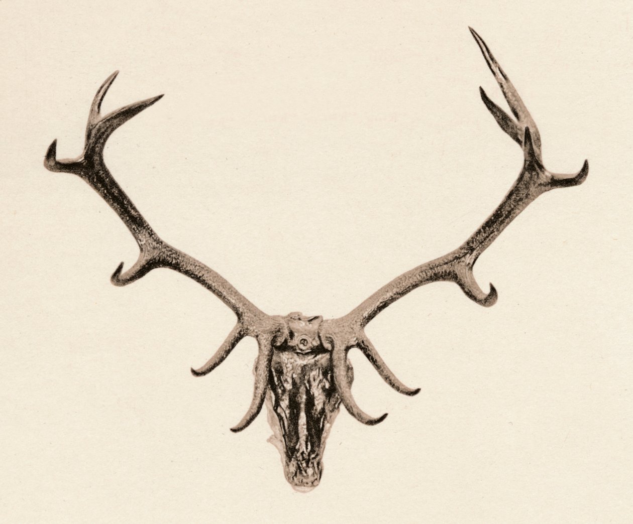 Head of a Deer by Unbekannt