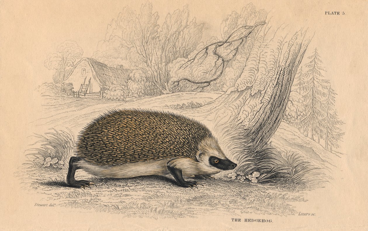 Hedgehog Erinaceus europeas by Unbekannt