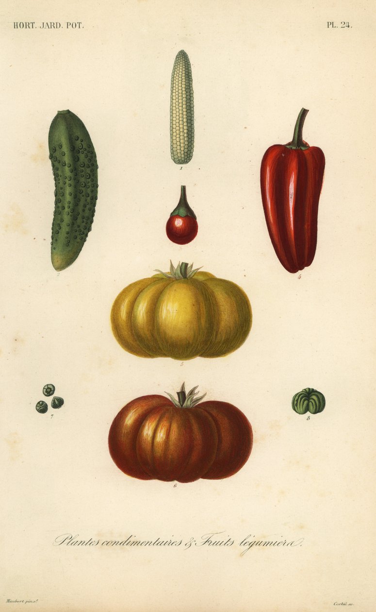 Herbs and vegetables by Unbekannt