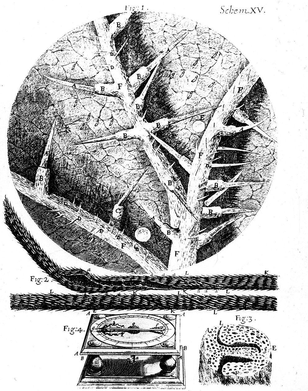 Illustrations from English microscopist Robert Hooke