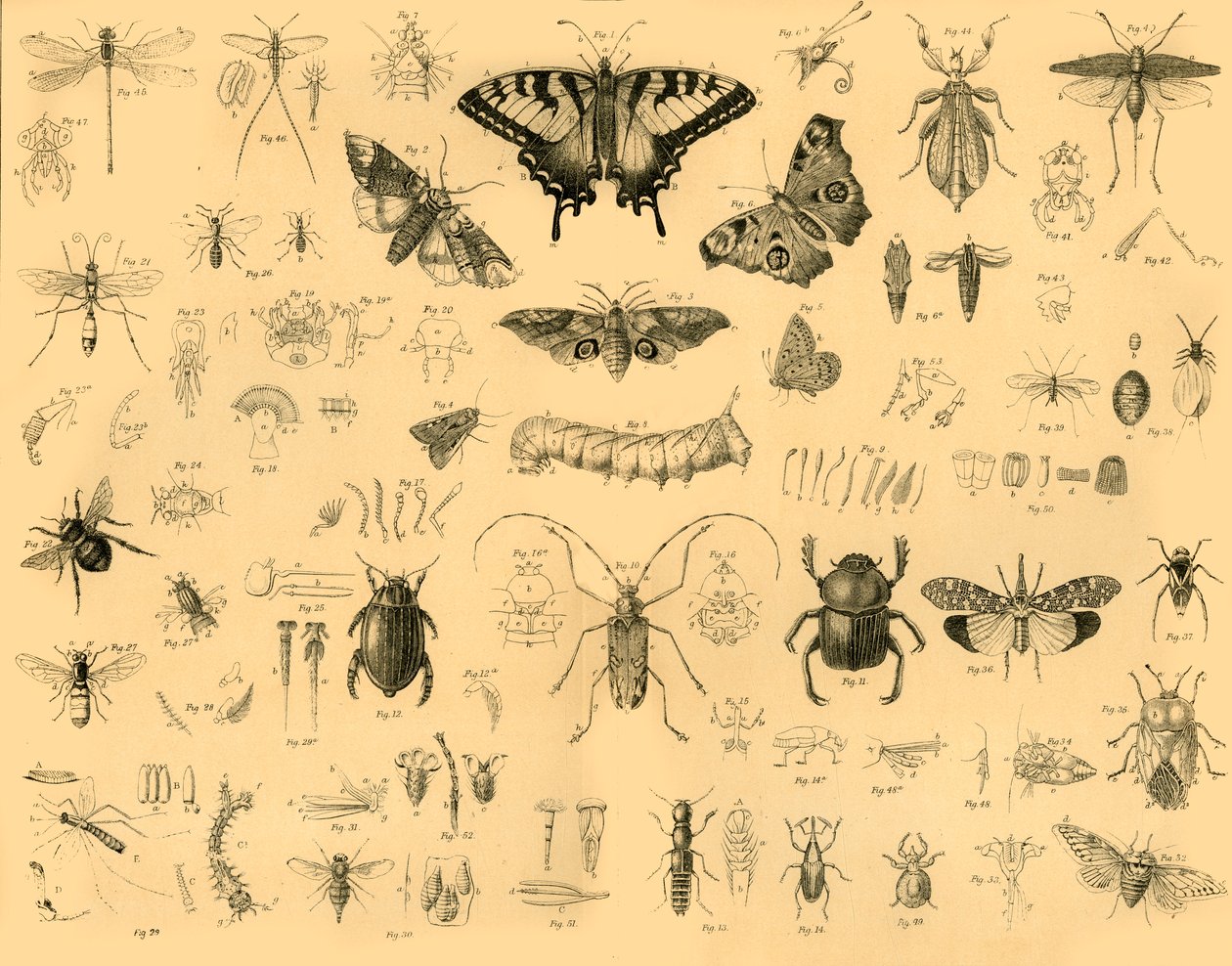 Insects by Unbekannt