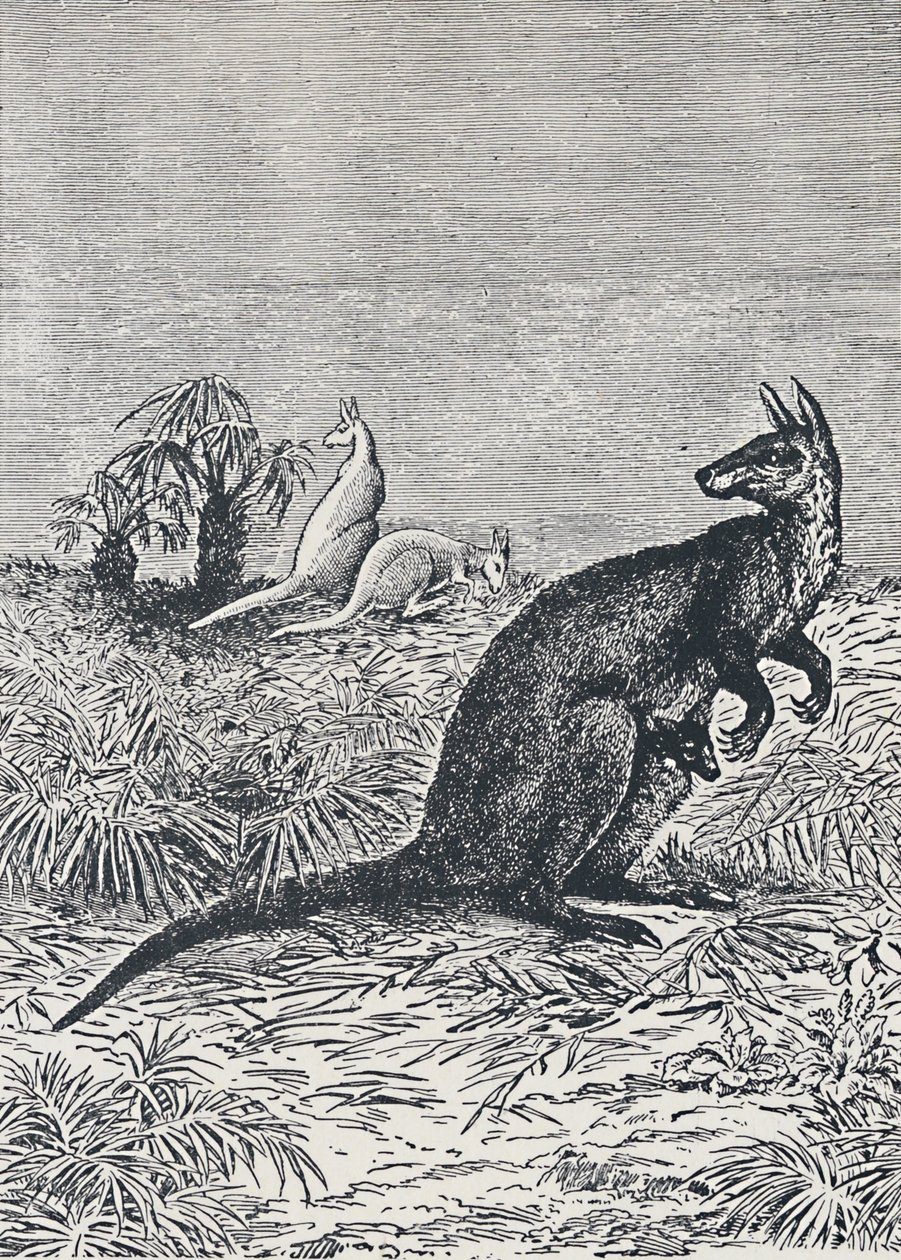 Kangaroo by Unbekannt