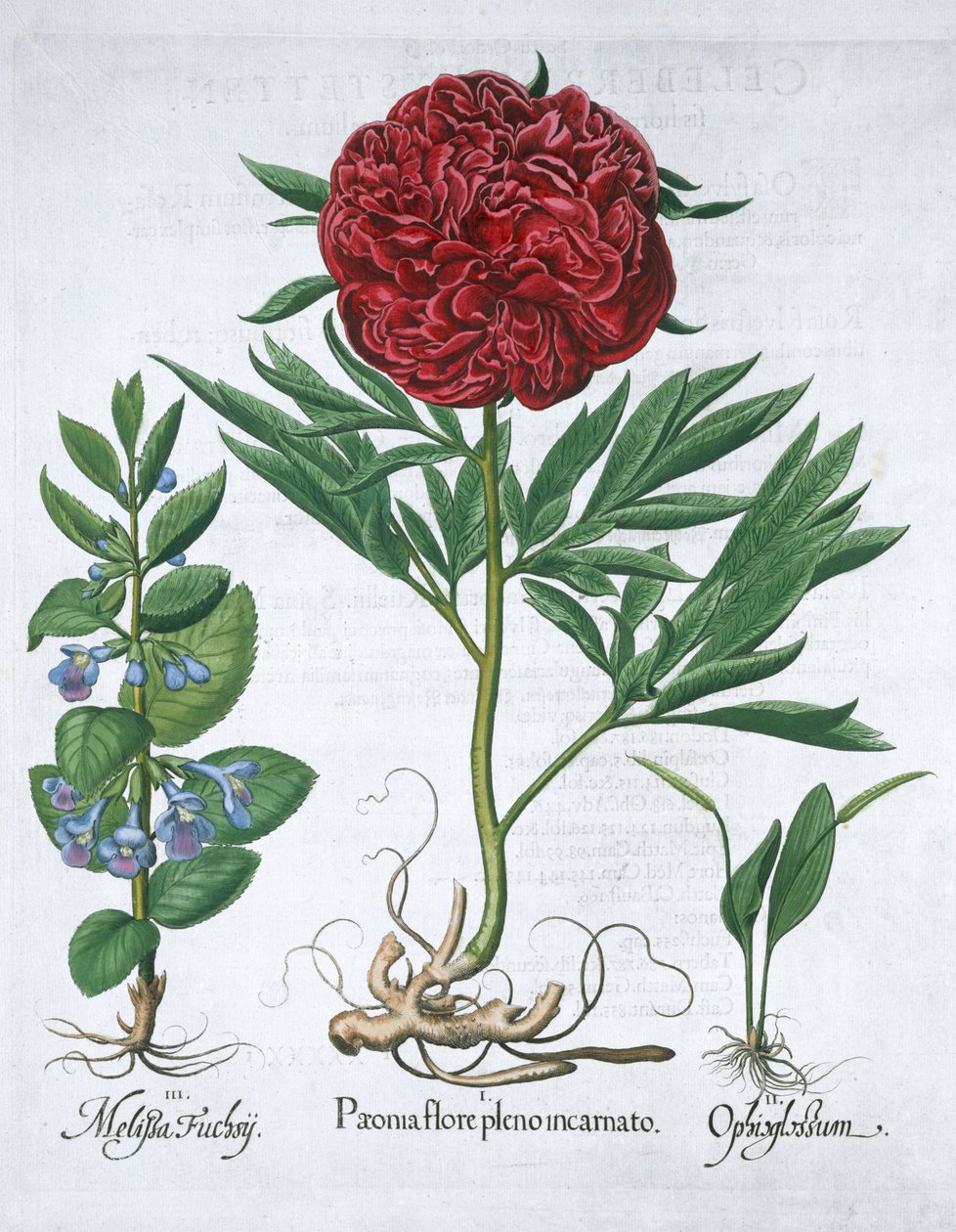 Lemon Balm, Peony and Adder