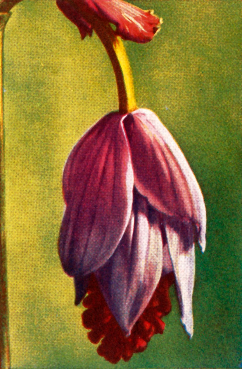 Medinilla by Unbekannt