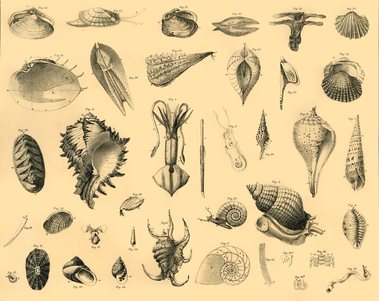 Mollusca by Unbekannt