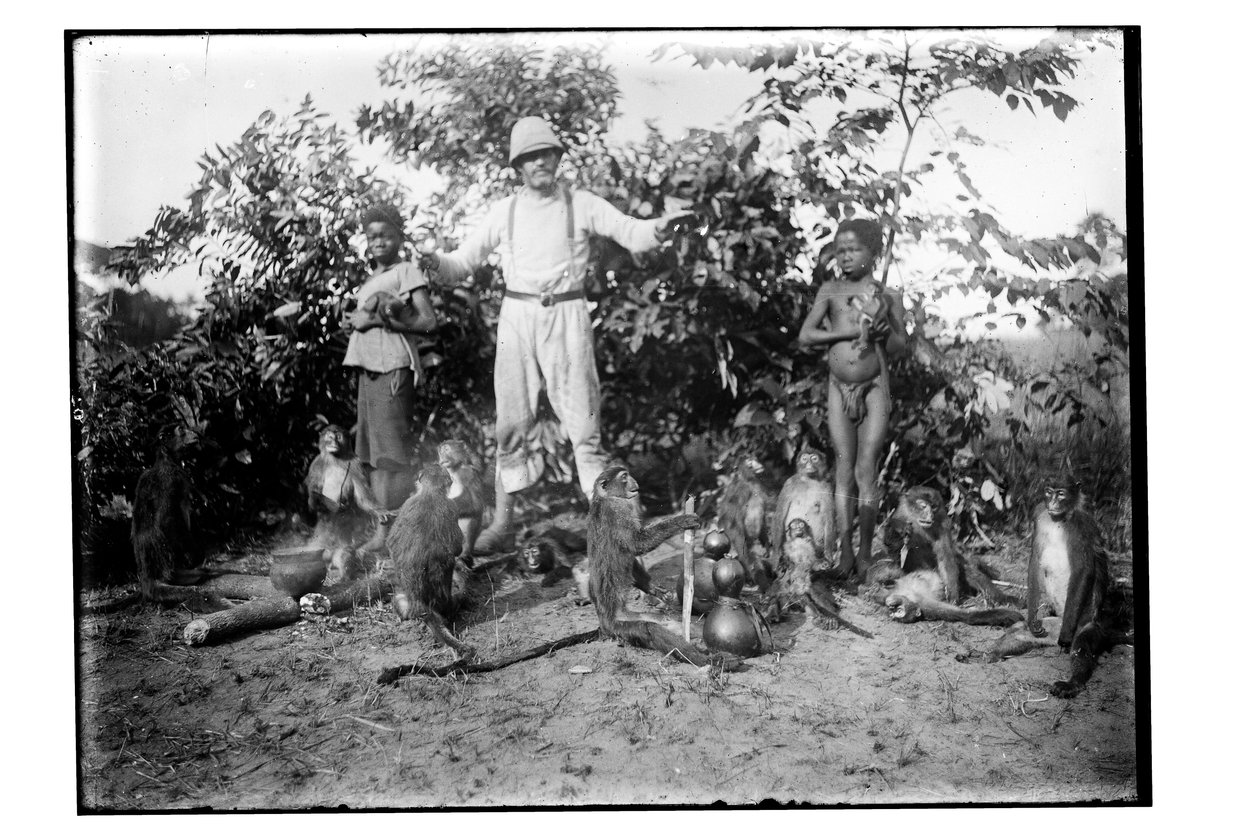 Monkeys, c.1910 by Unbekannt