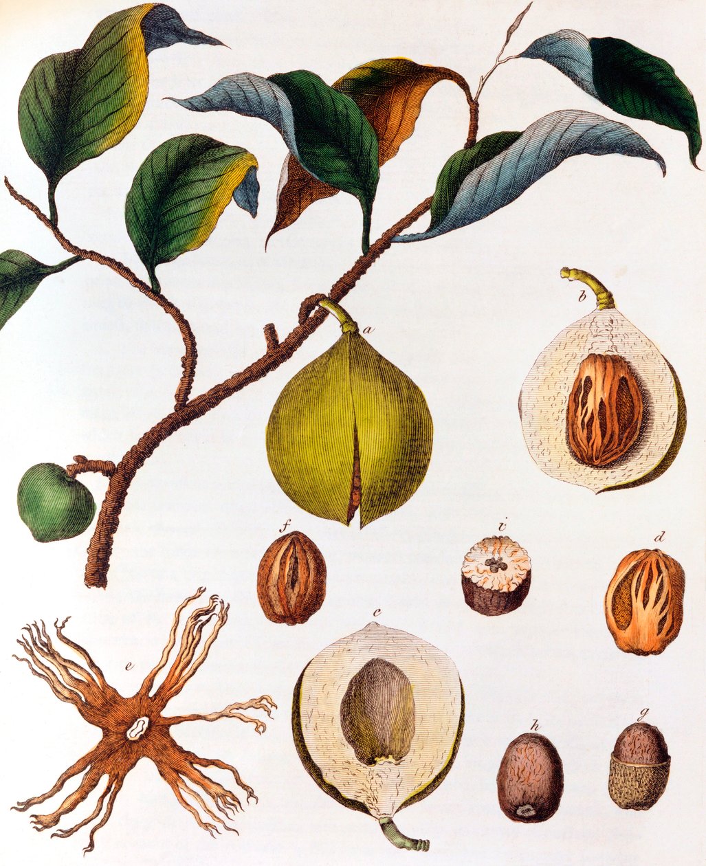 Myrsitica Fragrans - Nutmeg by Unbekannt