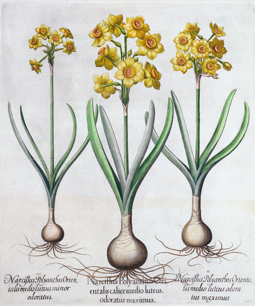 Narcissus by Unbekannt