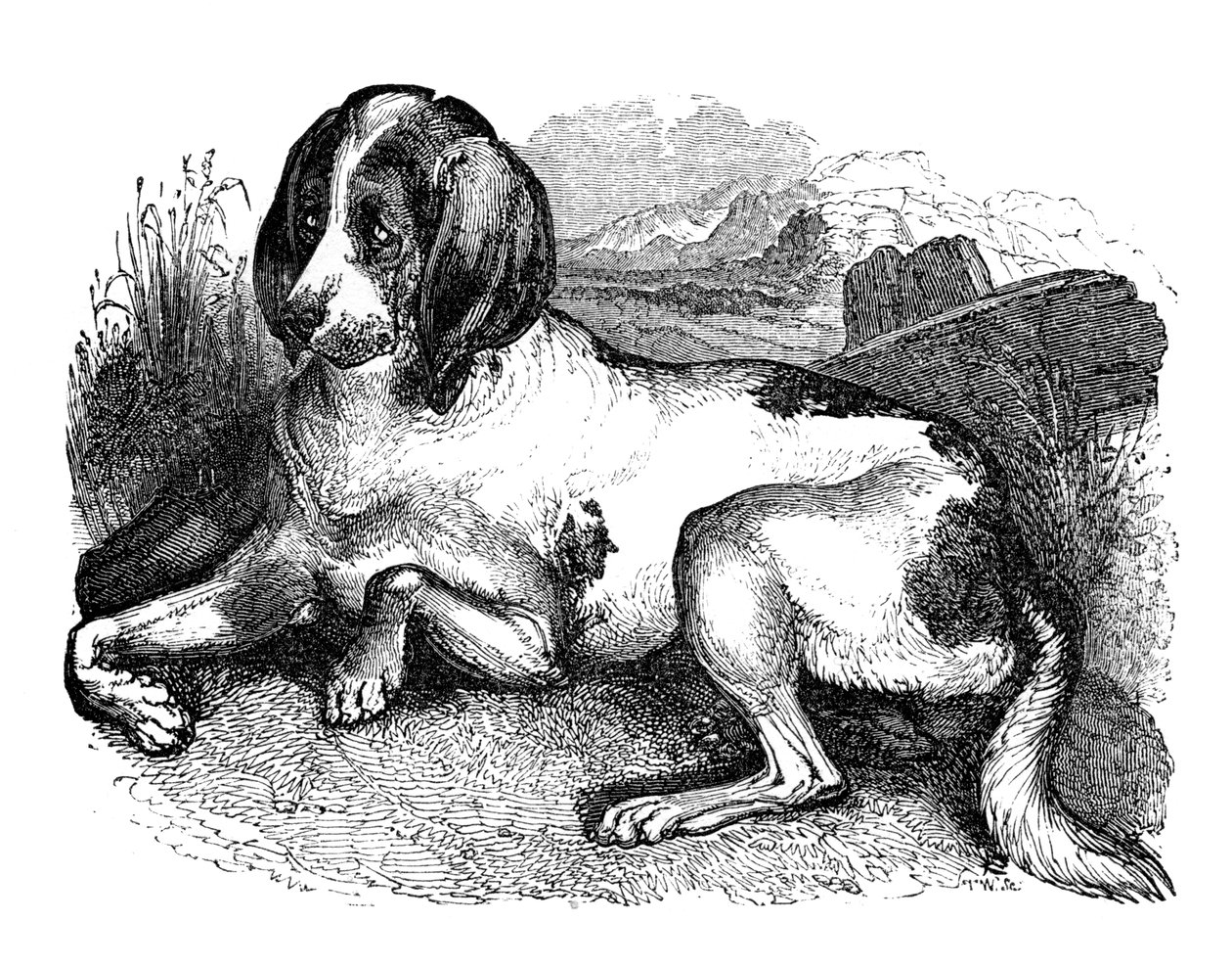 Old English Hound by Unbekannt