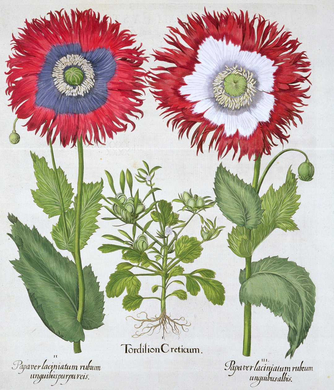 Ornamental Poppies by Unbekannt