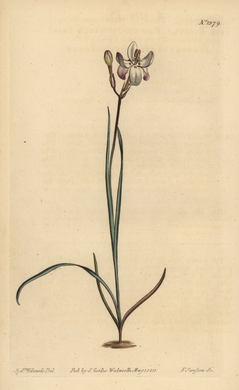 Painted flowered ixia by Unbekannt