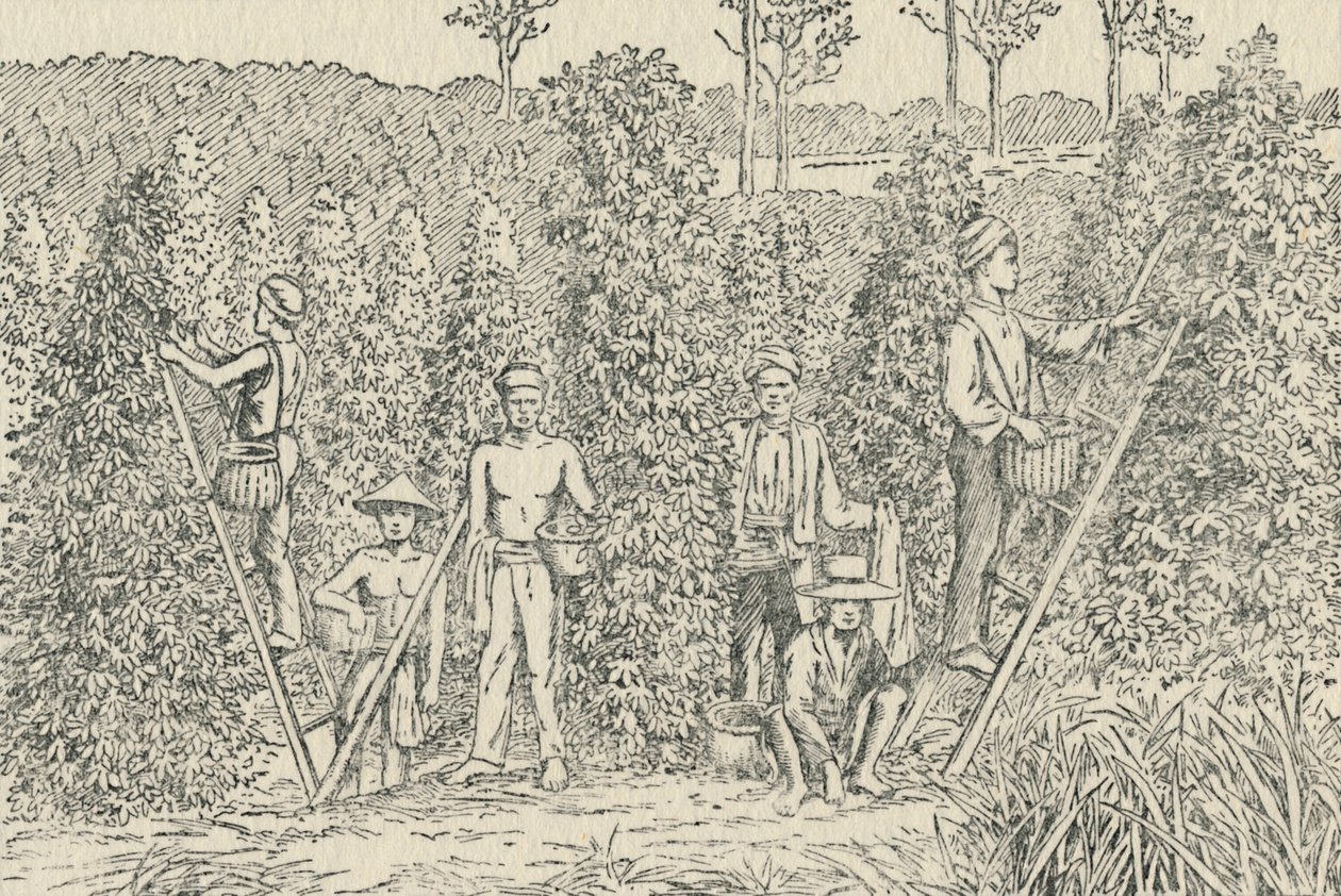 Pepper Plantation by Unbekannt