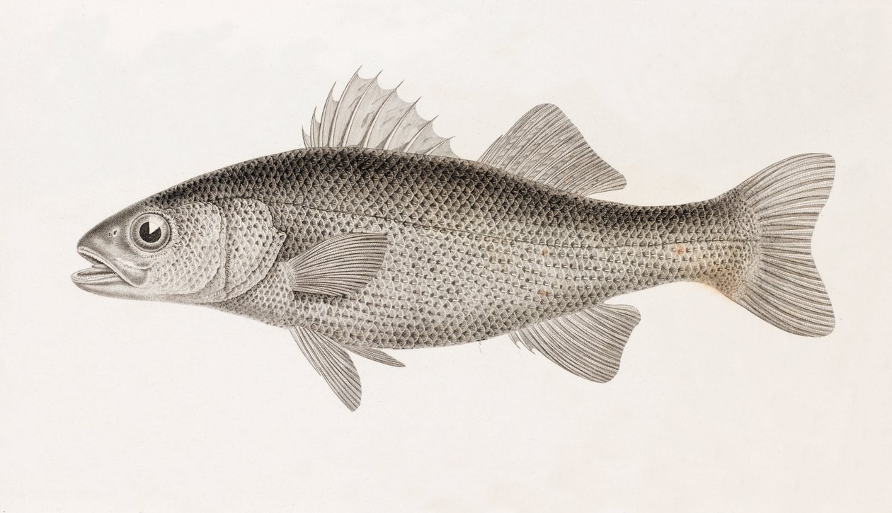 Perch Sinueuse, Close-Up by Unbekannt