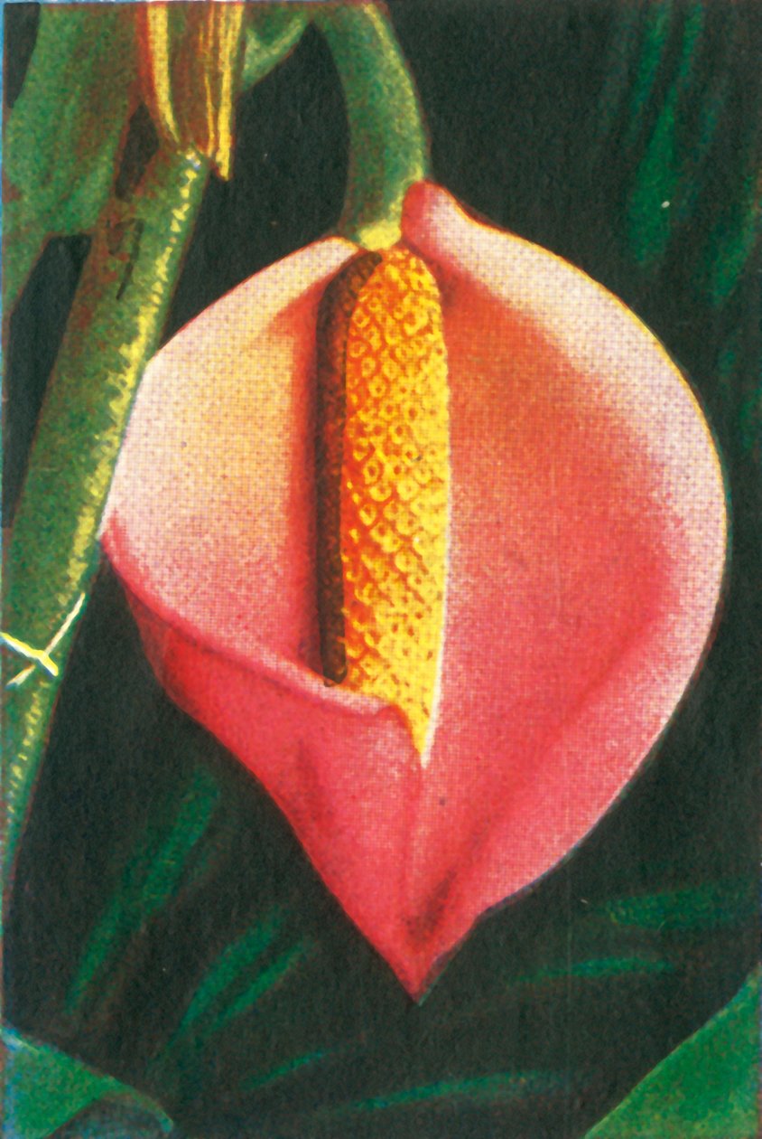 Philodendron by Unbekannt