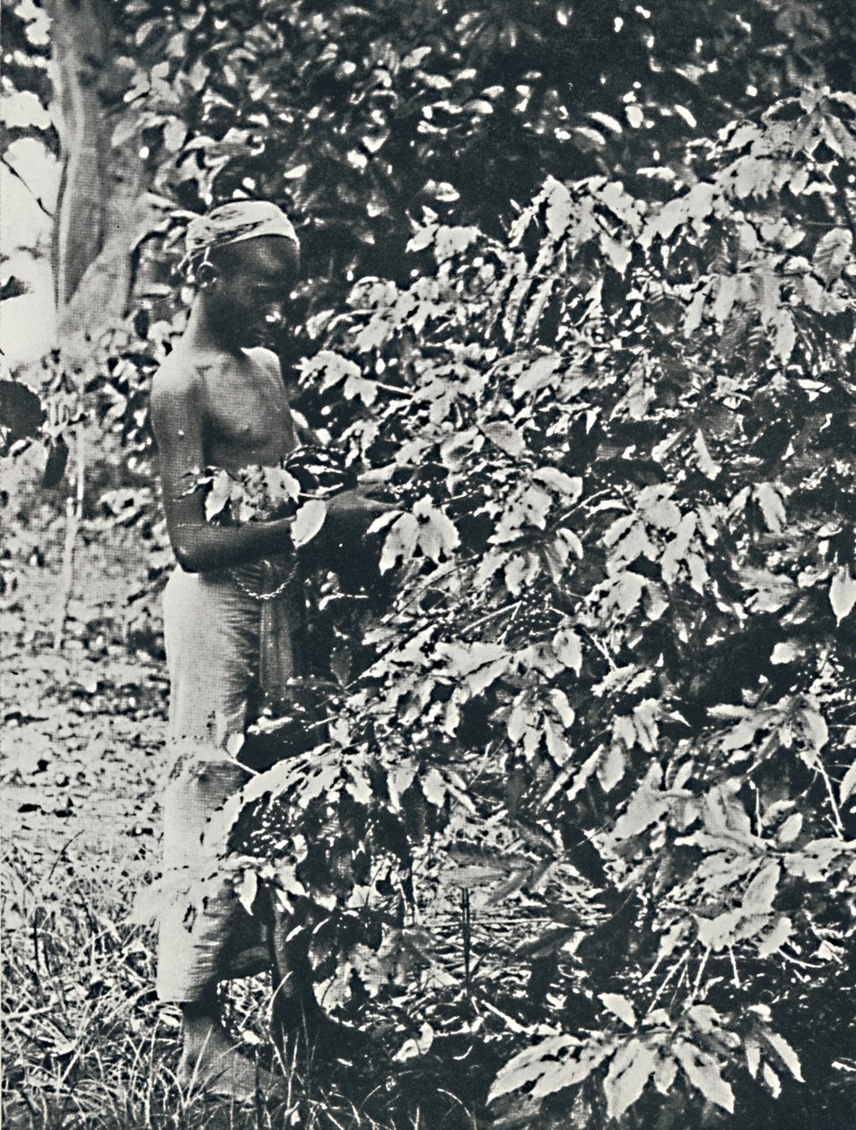 Picking Coffee by Unbekannt