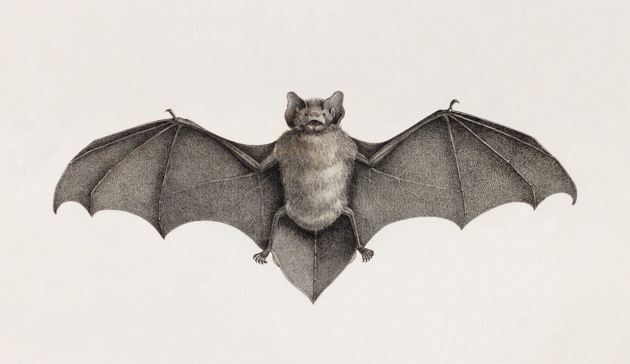 Pipitrelle Bat, Bats in Egypt by Unbekannt