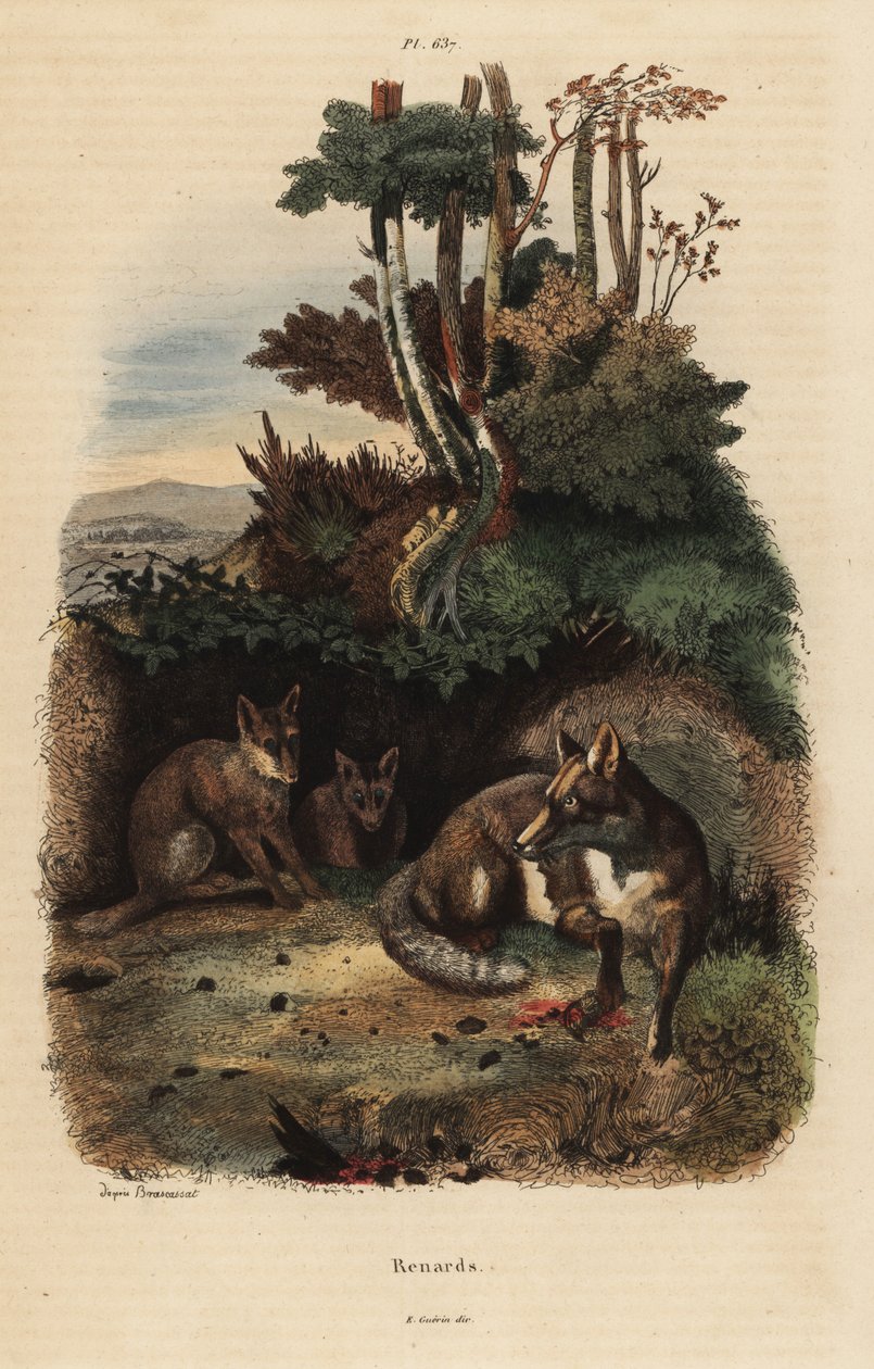 Red Foxes Outside a Den by Unbekannt