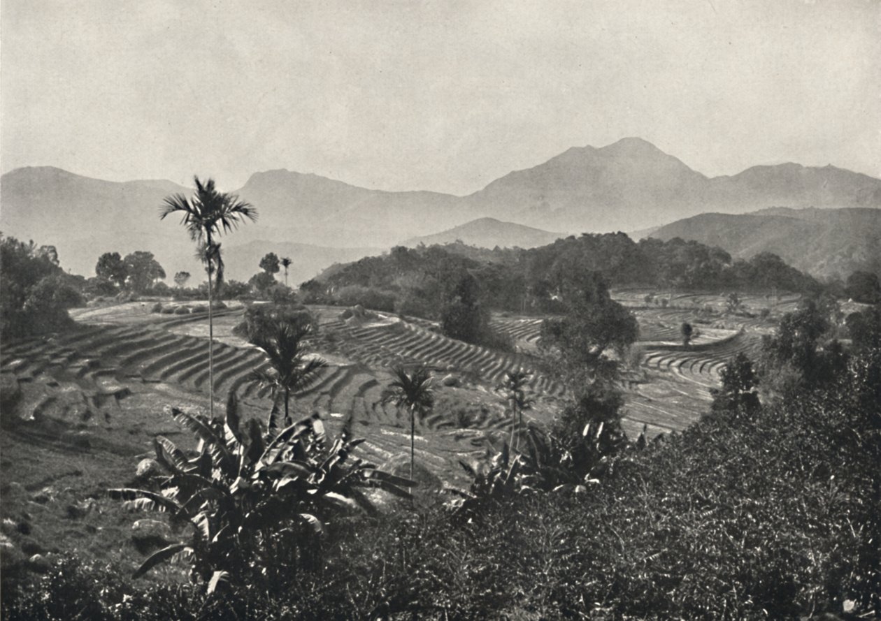 Terraced Rice Fields, 1926 by Unbekannt