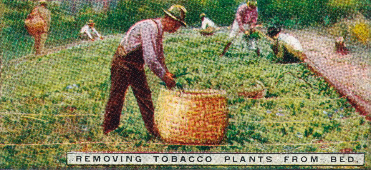 Removing Tobacco Plants from Bed by Unbekannt