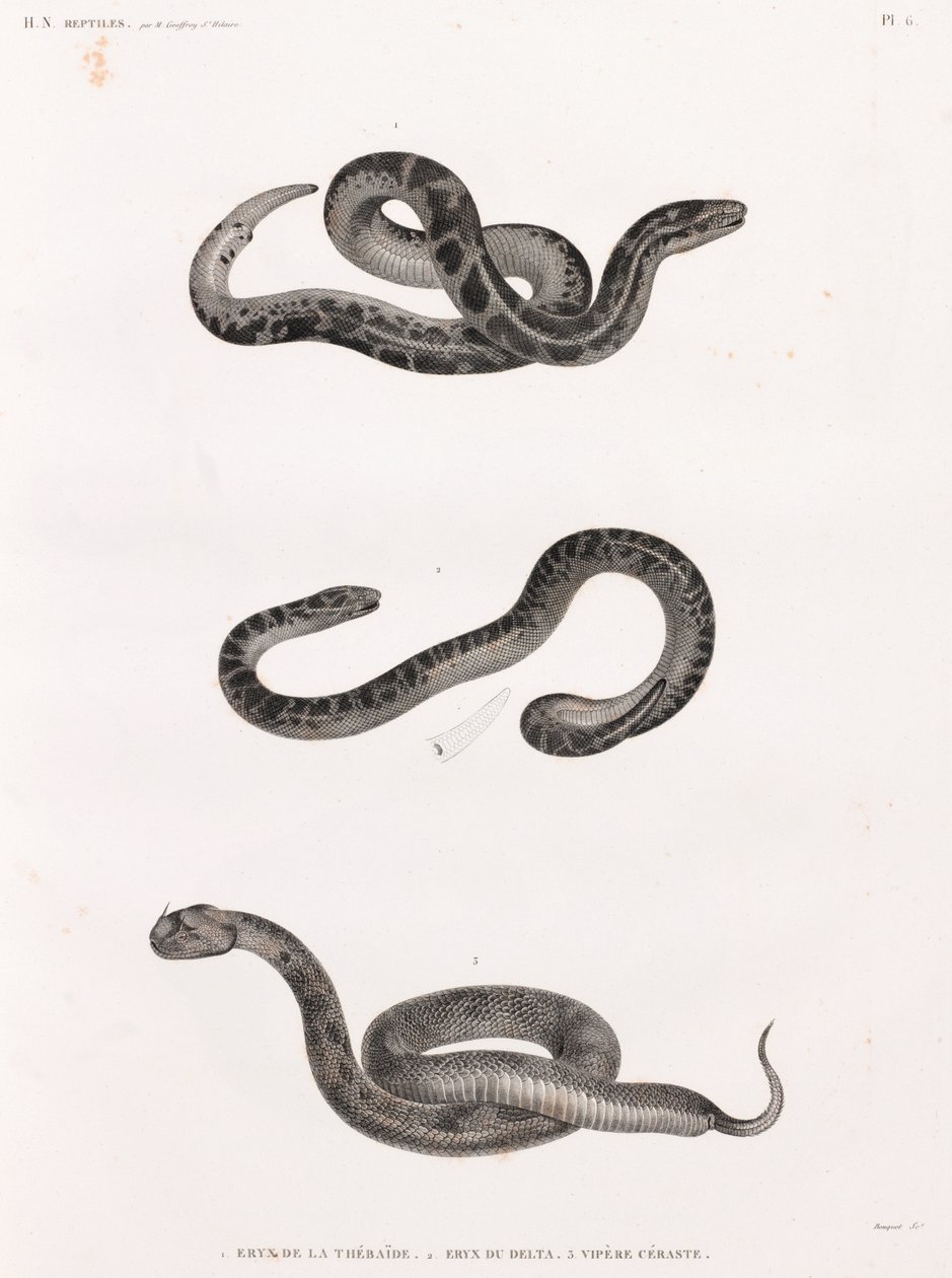 Reptiles: Snakes by Unbekannt