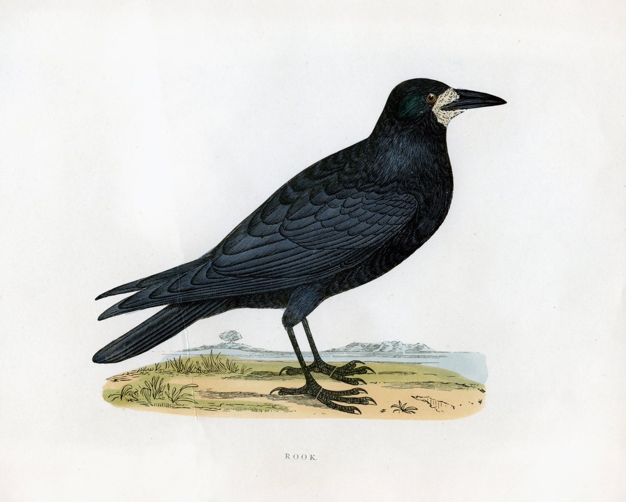 Rook by Unbekannt
