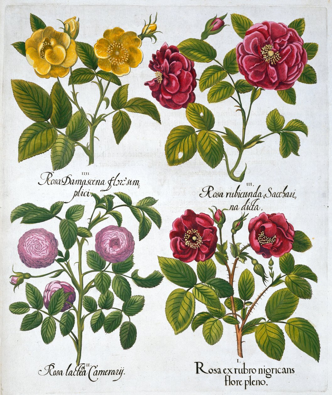 Roses by Unbekannt