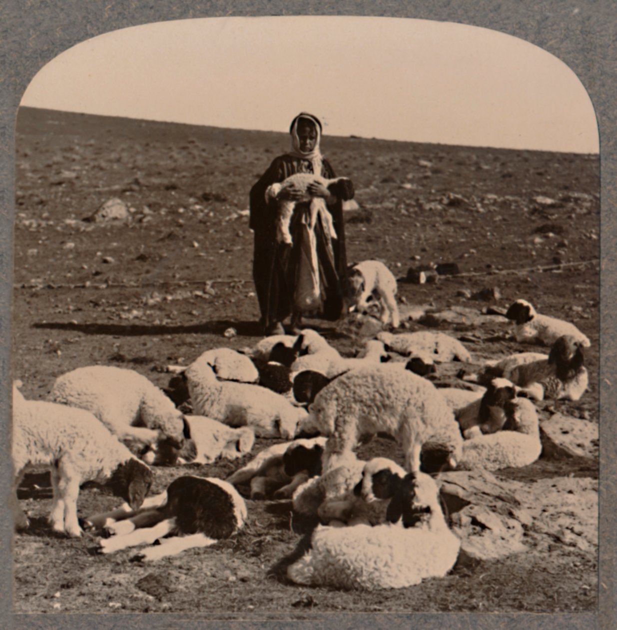 Shepherd and Flock, c1900 by Unbekannt
