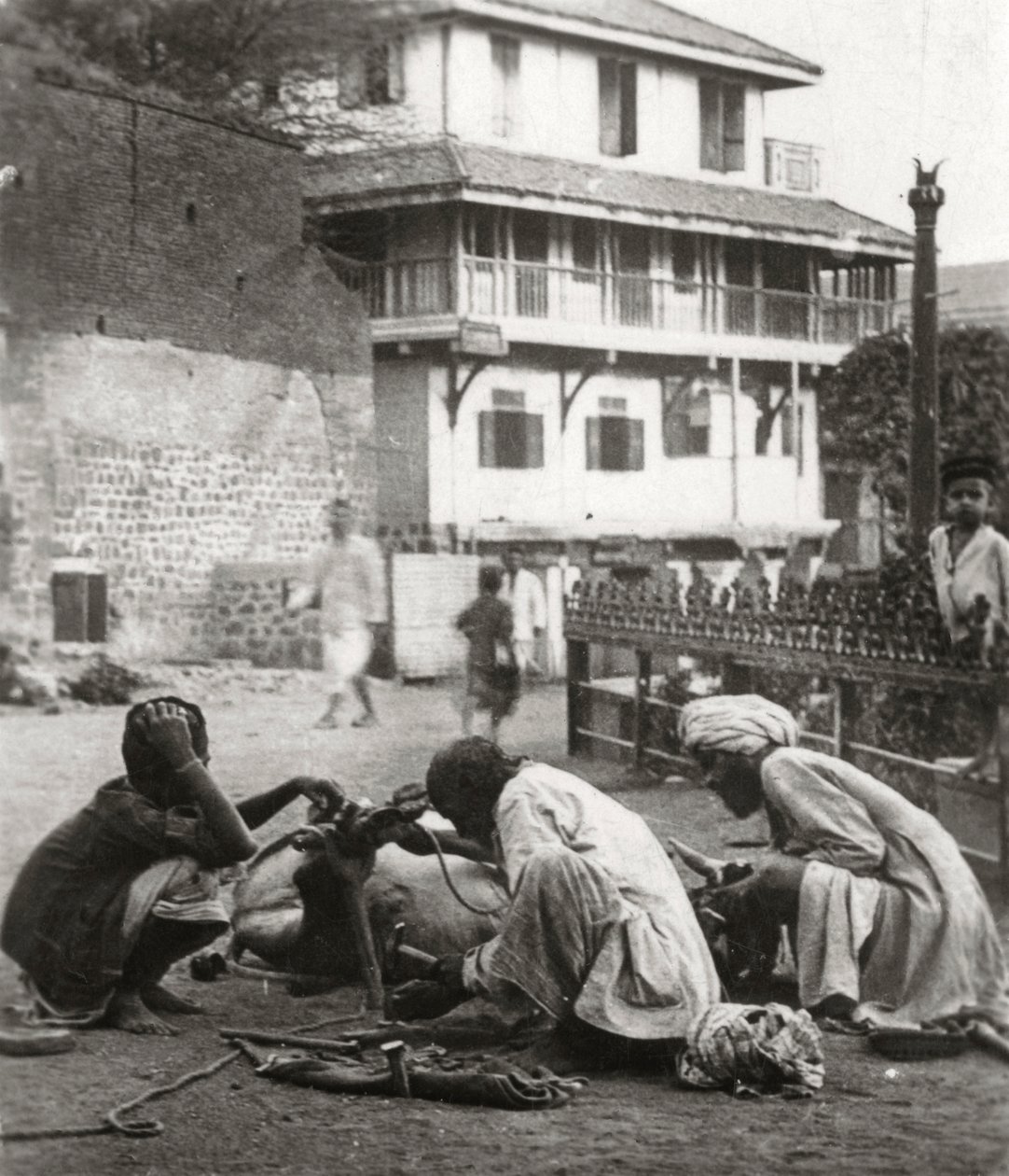 Shoeing a Bullock, India by Unbekannt