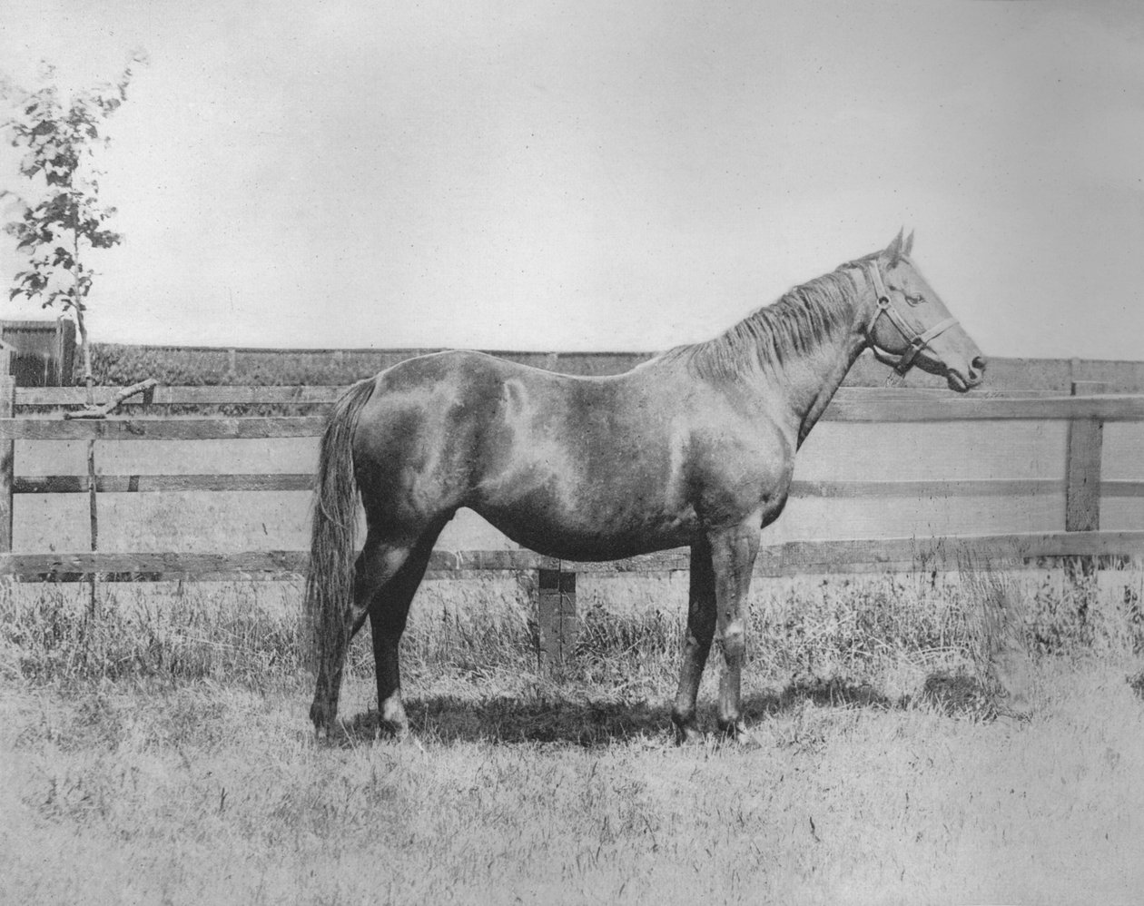 Signorina, 1911 by Unbekannt