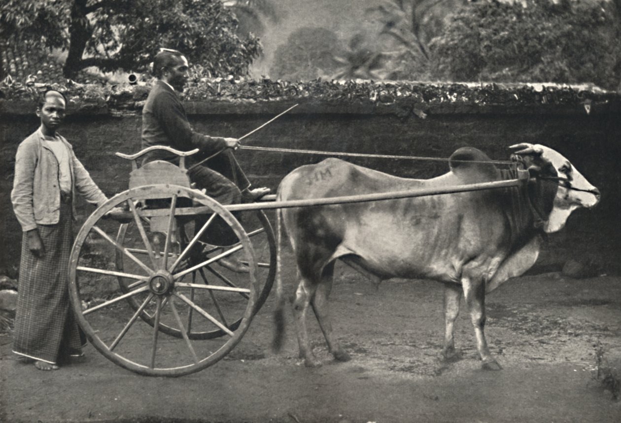 Singhalese Ox Cart by Unbekannt