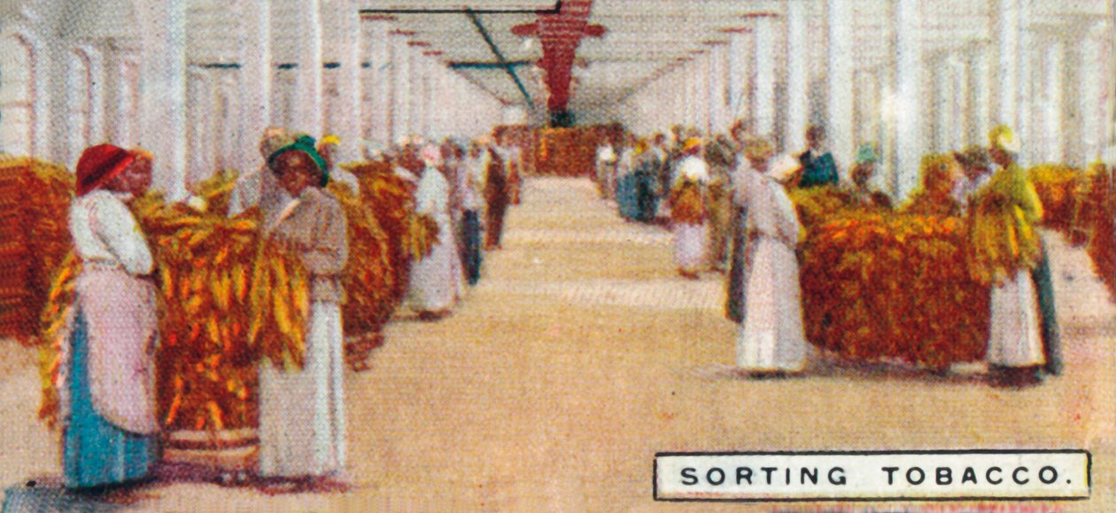 Sorting Tobacco, 1926 by Unbekannt