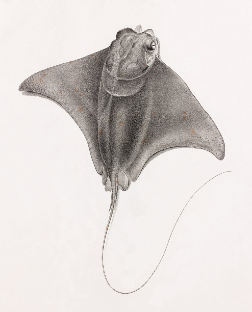 Stingray (close up view from top) by Unbekannt