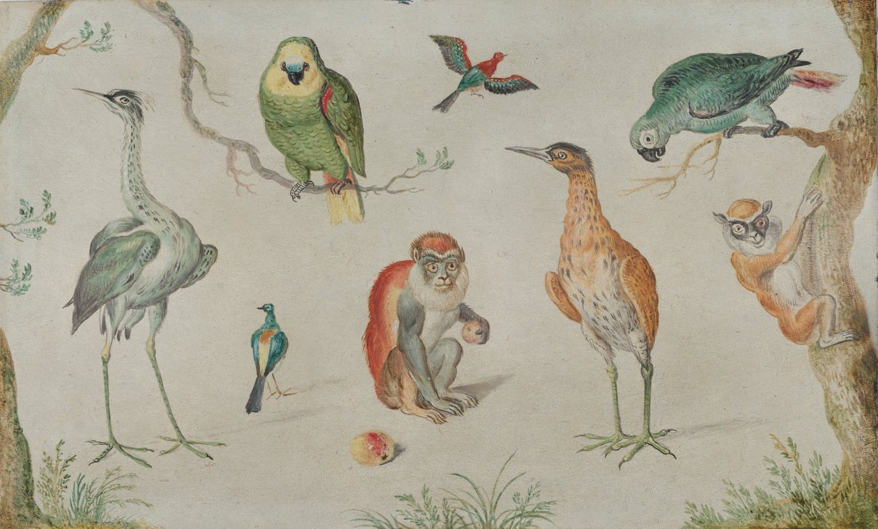 Study of Birds and Monkeys, 1660-1670 by Unbekannt