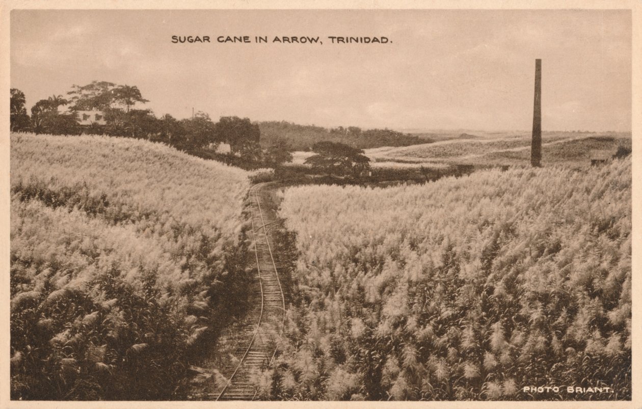 Sugar Cane in Arrow Trinidad, c1900 by Unbekannt