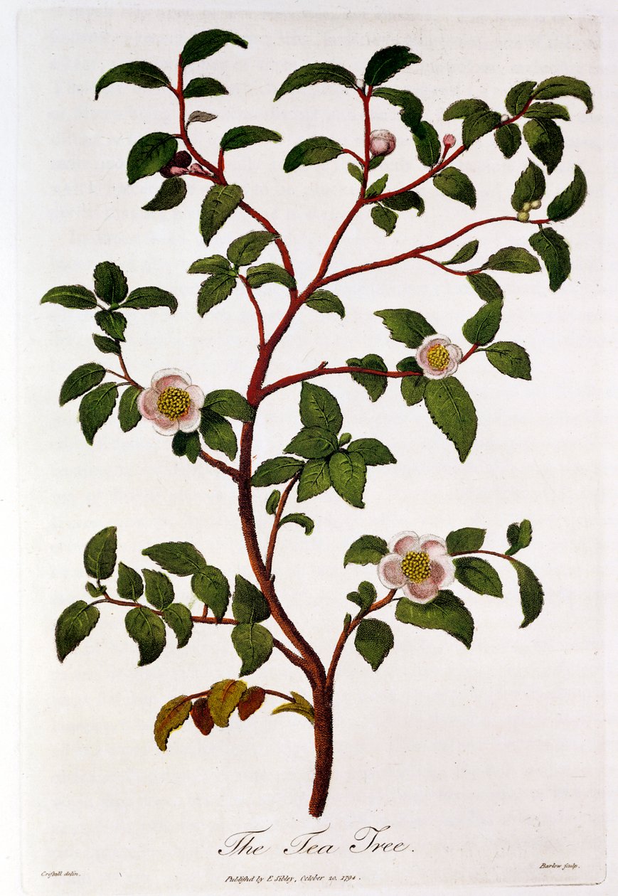 Tea: branch of Camellia sinensis by Unbekannt