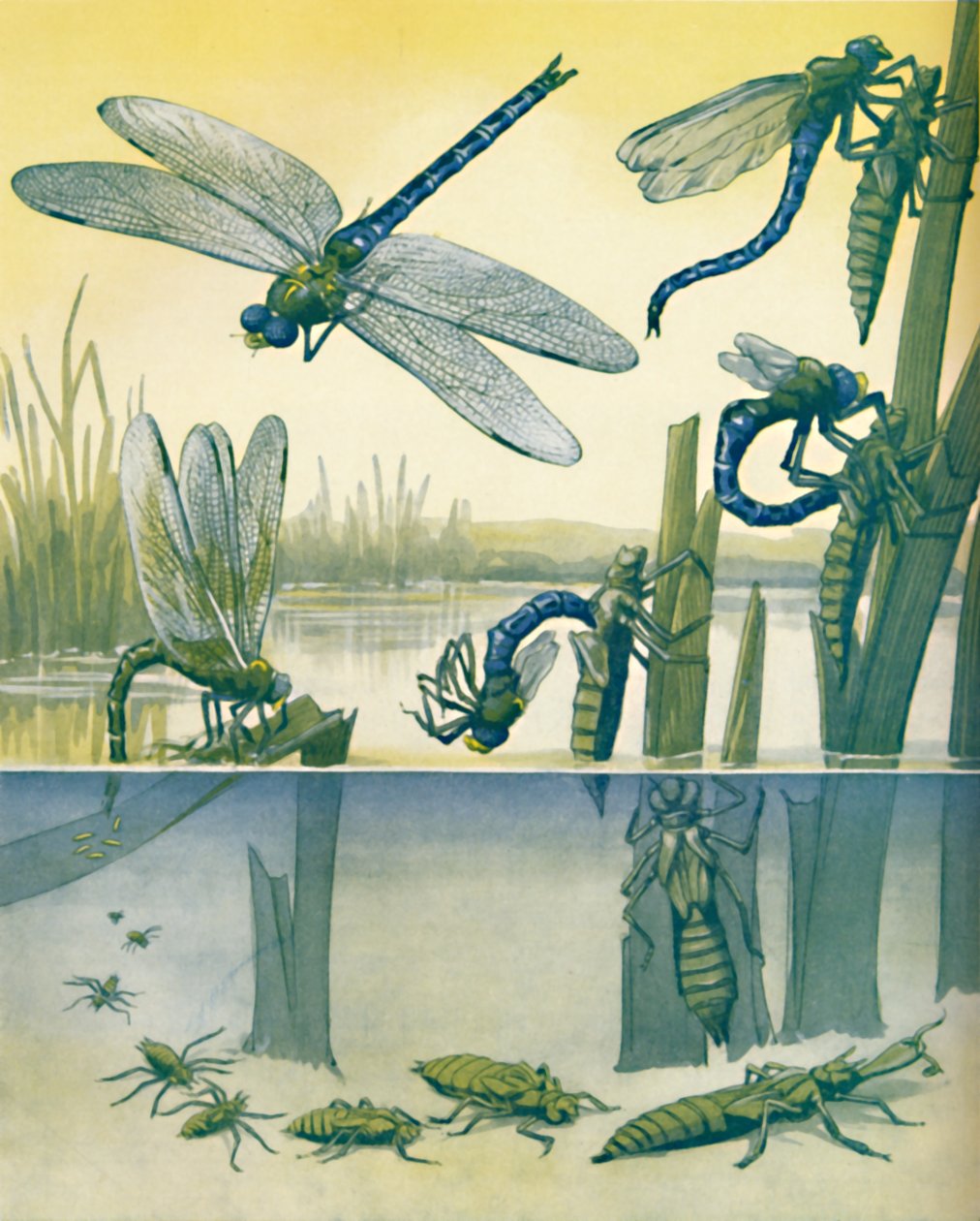 The Beautiful Dragonfly