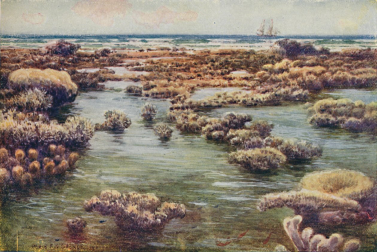 The Great Barrier Reef by Unbekannt