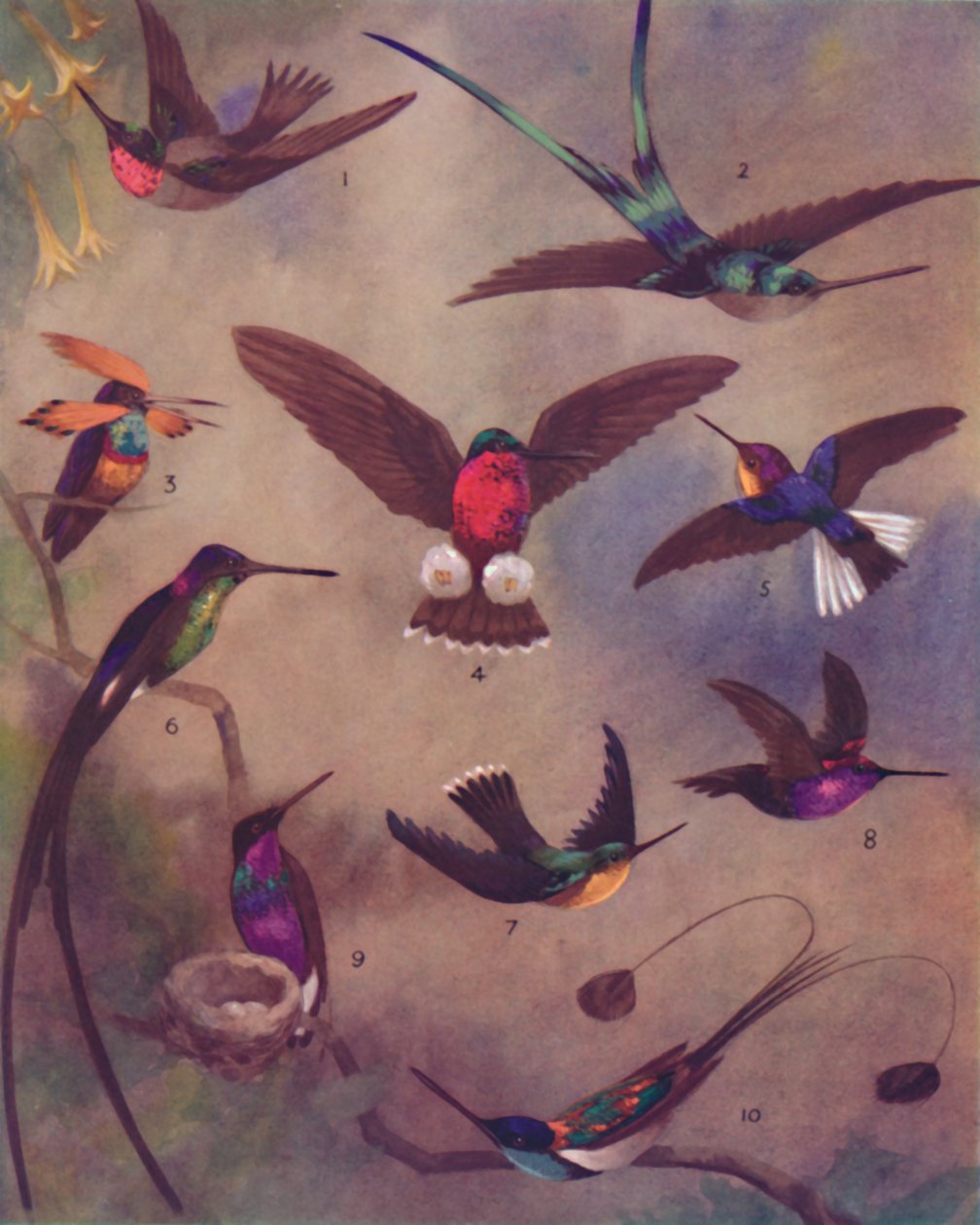 The Marvellous Colour of Humming-Birds, 1935 by Unbekannt